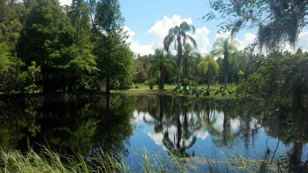 The pond bordered by mature Florida trees